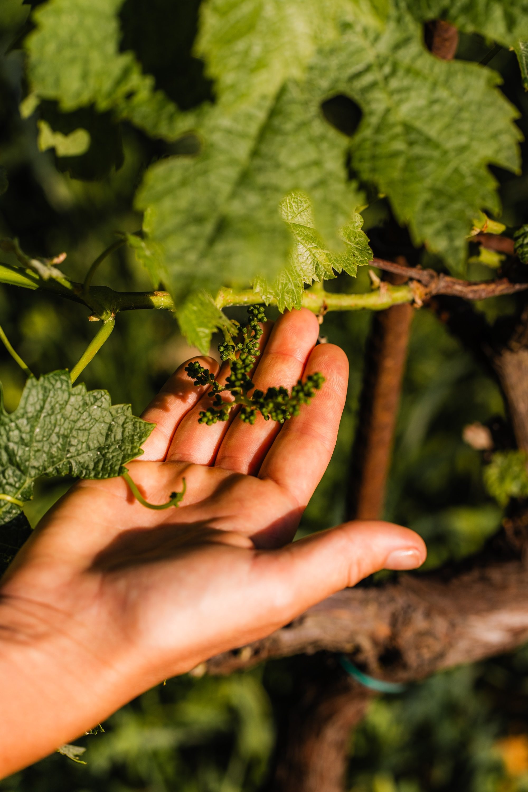 A hand cradling a young grape flower cluster on the vine at Kairos Wines, early summer before véraison
