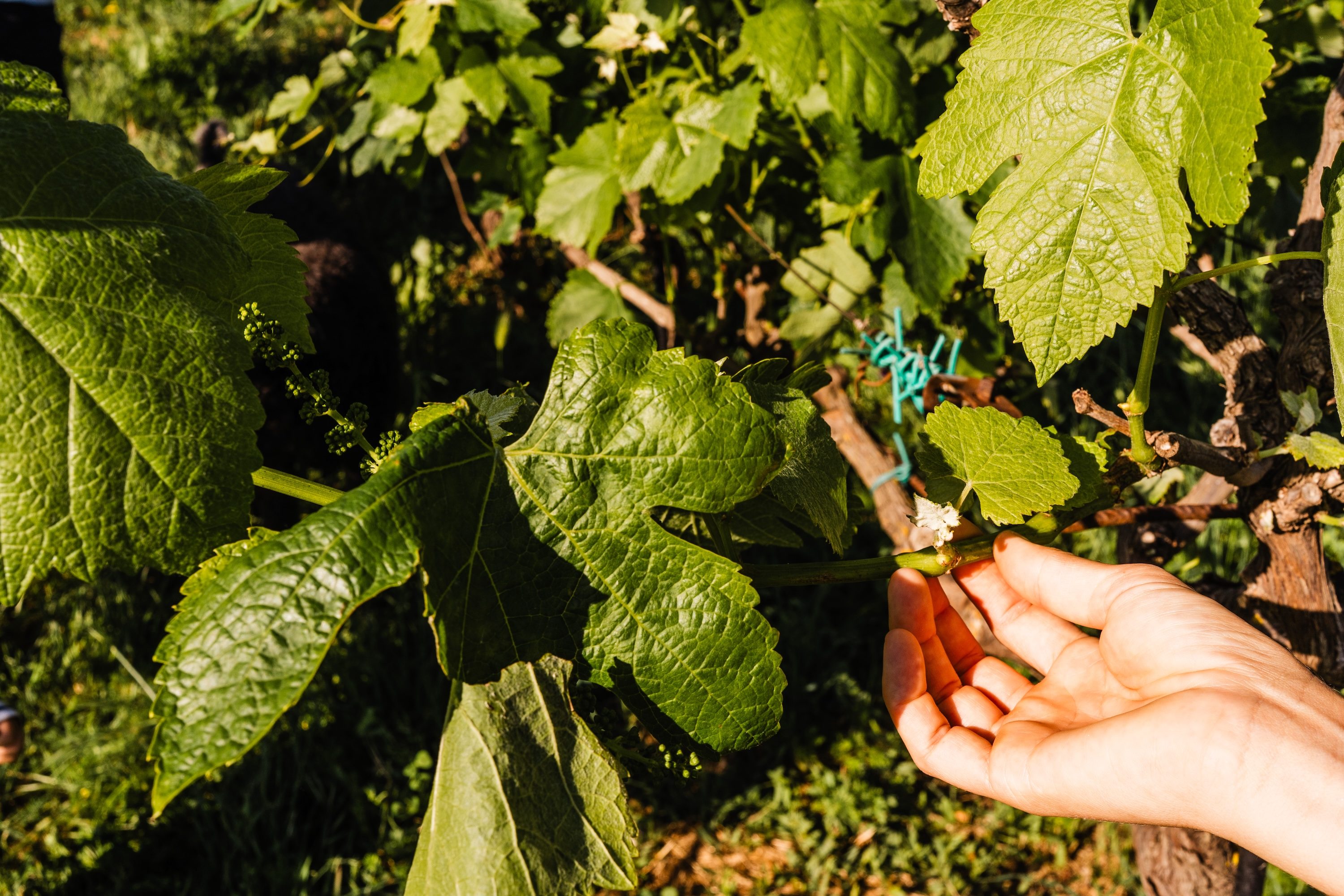 Emma's hand touching a young grape cluster on the vine at Kairos Wines, early summer, before véraison begins