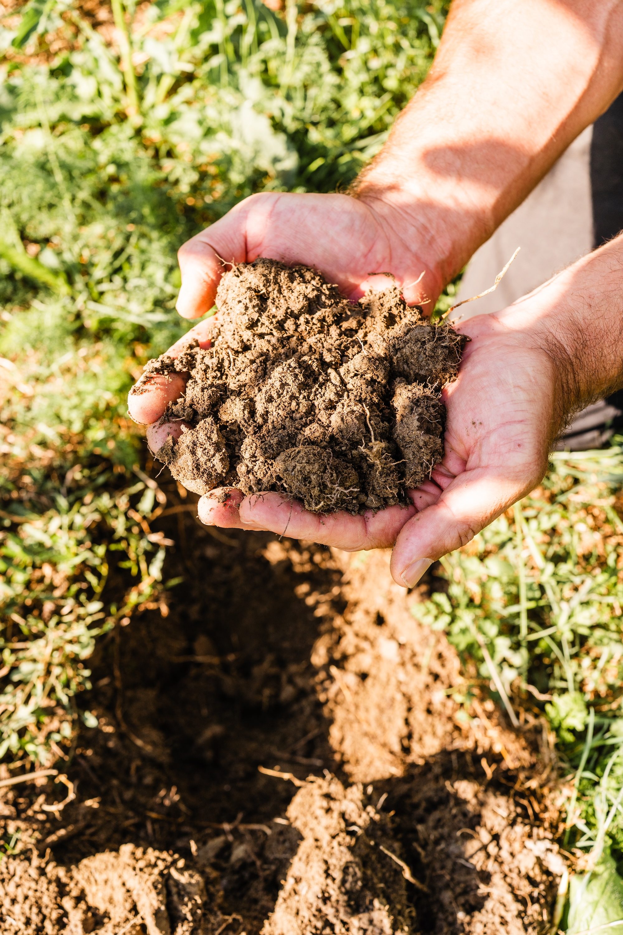 Cupped hands holding freshly turned soil from the Kairos Wines vineyard, showing dark humus-rich topsoil over sandy shale