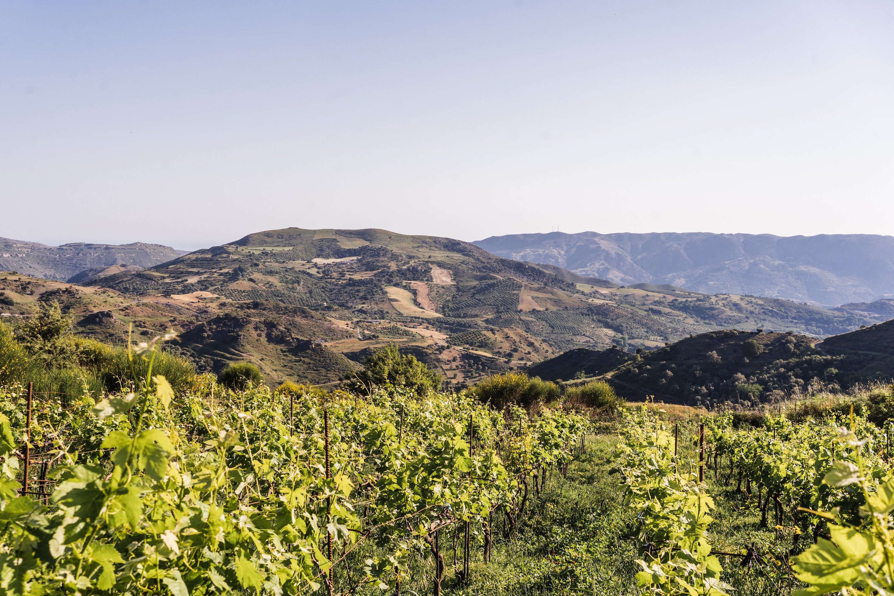 Wide view of the Kairos Wines vineyard at 650 metres elevation on Mount Soros, with the Kedros mountain range receding to the horizon, Rethymno, Crete