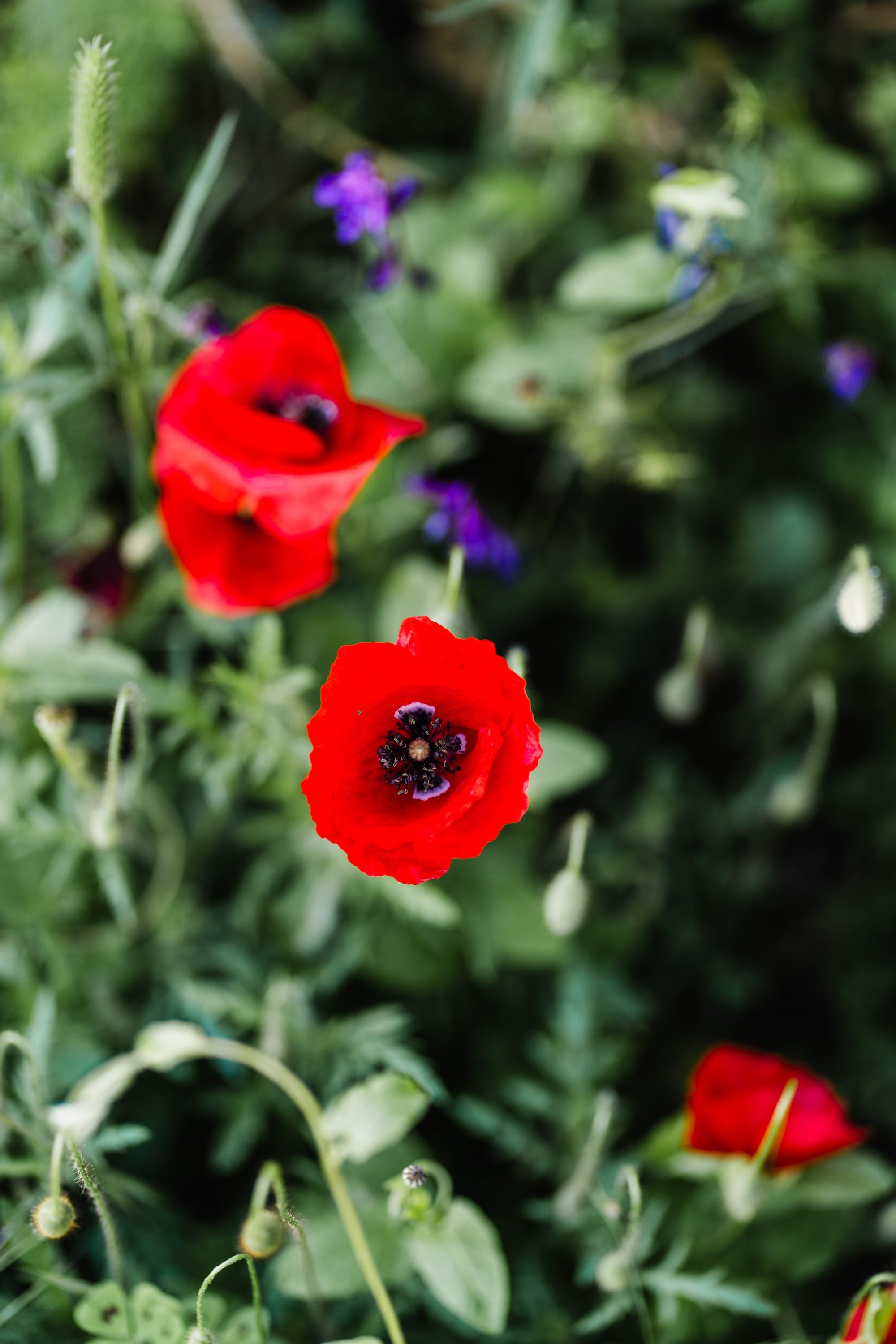 A red poppy in flower among wildflowers and grasses at the Kairos Wines vineyard — signal of a biodiverse, unsprayed site