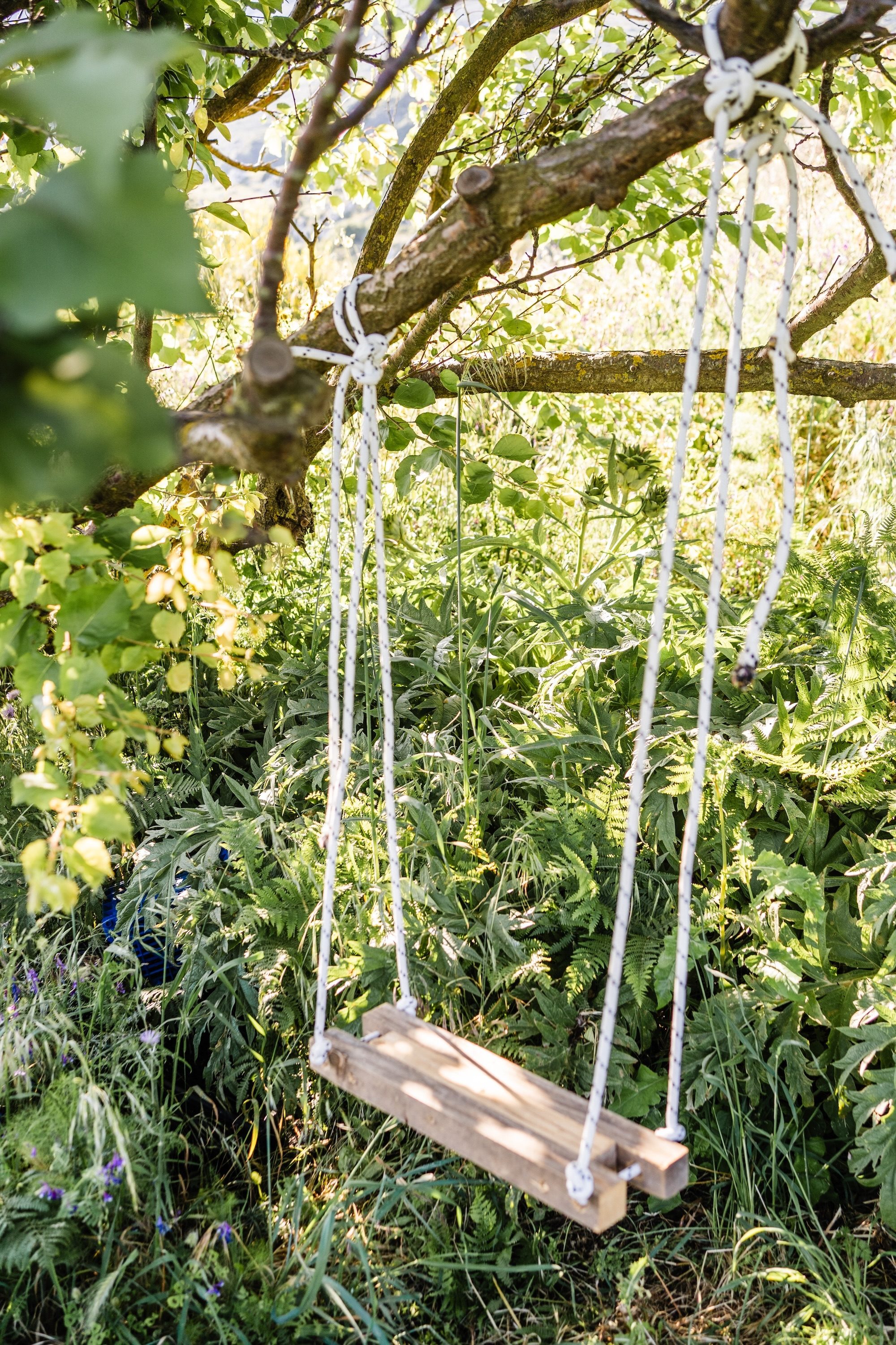 A wooden swing hanging from a tree at the Kairos Wines vineyard property, surrounded by ferns and wildflowers
