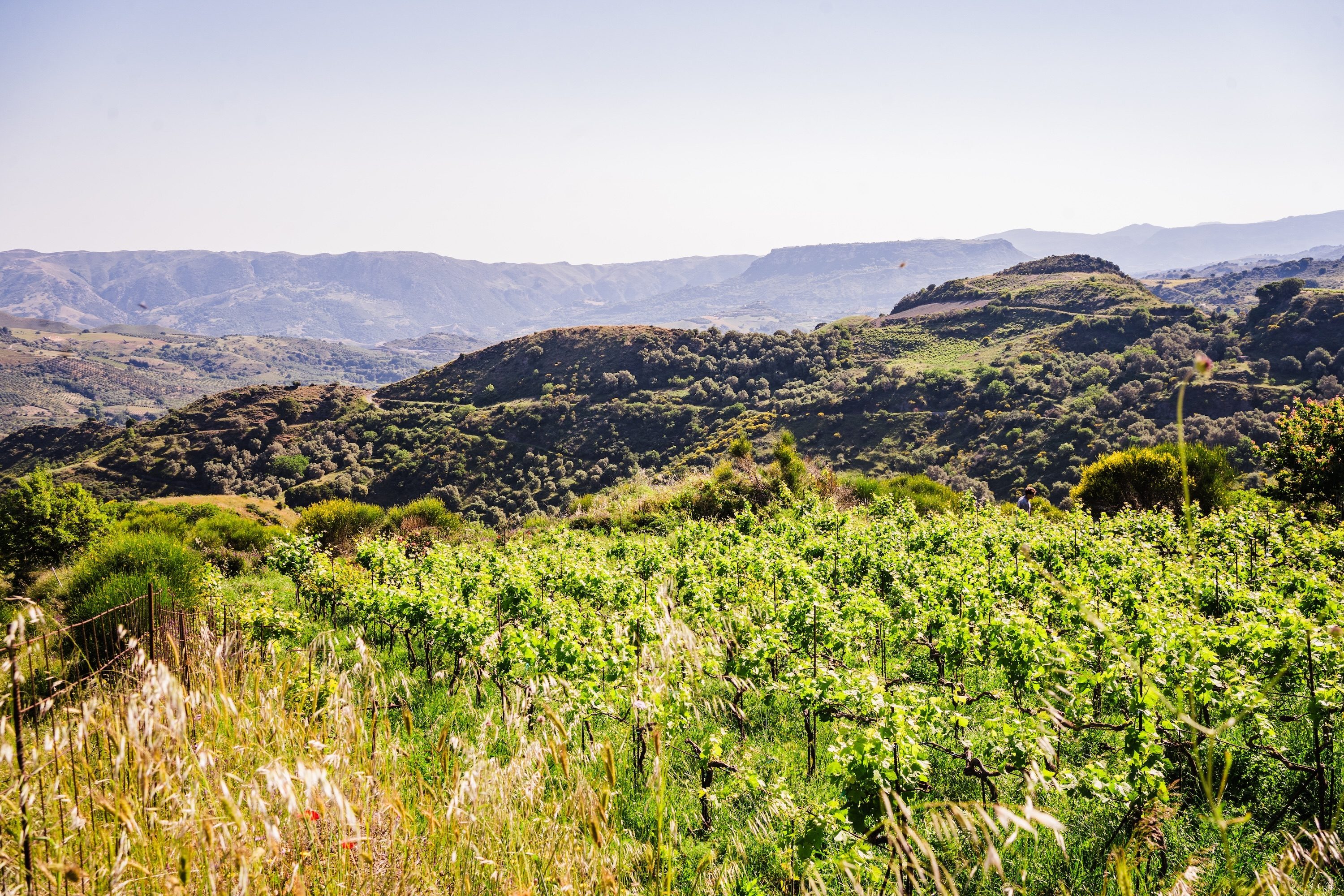 The Kairos Wines vineyard with the Kedros mountain range and distant Cretan hills in the background