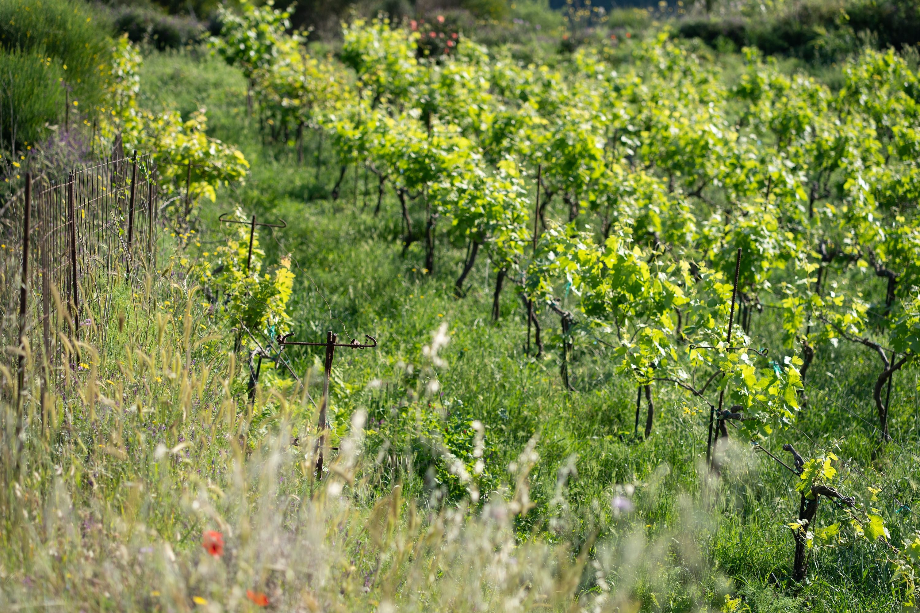 Rows of vines interspersed with wildflowers and cover crops at Kairos Wines, showing biodiverse natural farming in the Kedros mountains