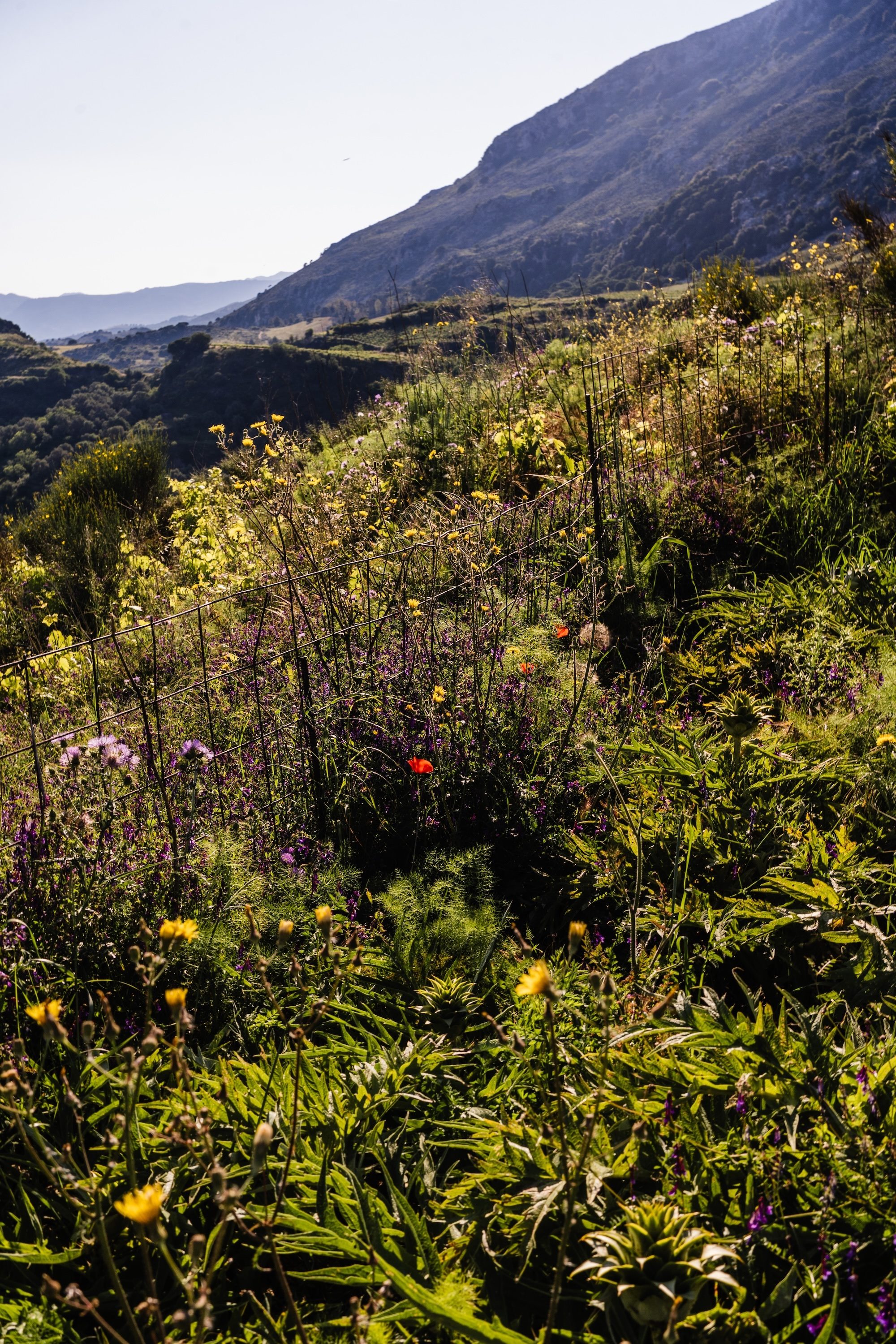 Wildflowers of the Kedros mountainside in Crete, with the mountain range rising behind — biodiversity around the Kairos Wines vineyard